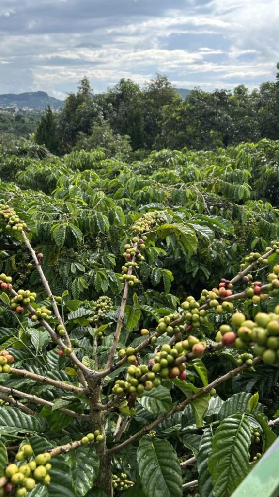 コーヒーの実
